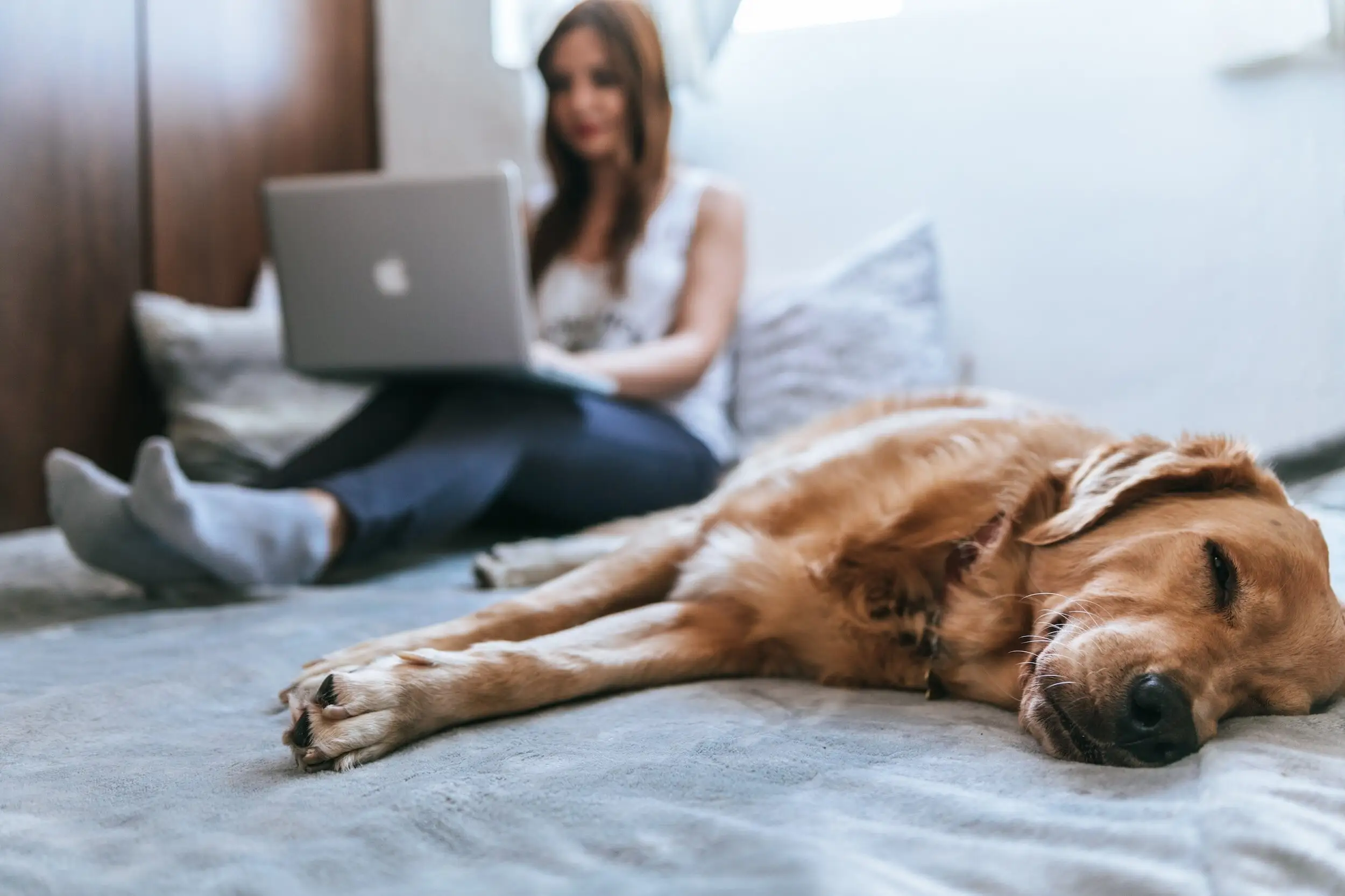 From Drones to Comfort Using Technology to Enhance Pet Grief Counseling Services