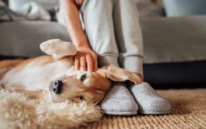 Pet Grief Counseling Services