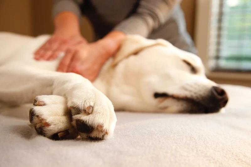 Innovative Ways to Detect Signs of Illness in Dogs