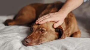 signs of illness in dogs